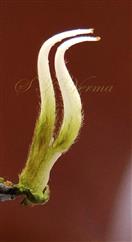  Pistils